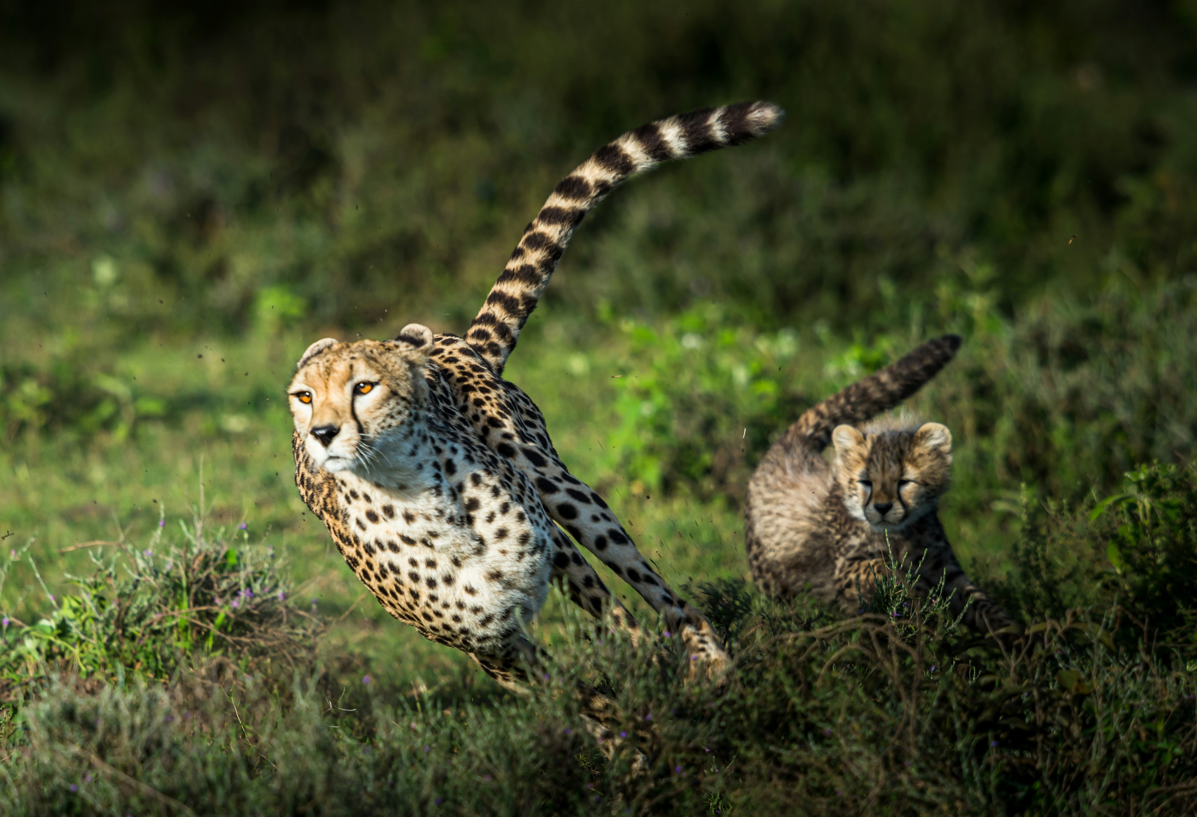 Cheetah running at full speed